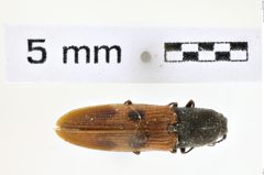 Foto (Dorsalansicht) von Gambrinus venablesi (NHMW-ZOO-COL-0008594)